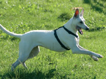 Hund beim Sport