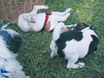 Hunde beim Spielen