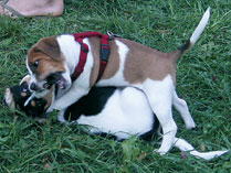 Hunde beim Spielen