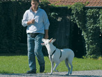 Hunde m&uuml;ssen bei Fu&szlig; laufen