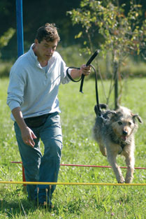 Hund im Einzelunterricht