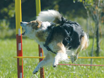 Hunde brauchen Sport