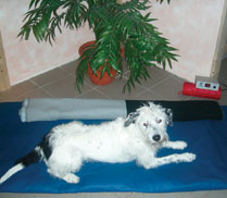 Hund in der Behandlung