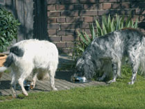 Hunde an der Tr&auml;nke