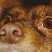 Schn�ffelnder Hund